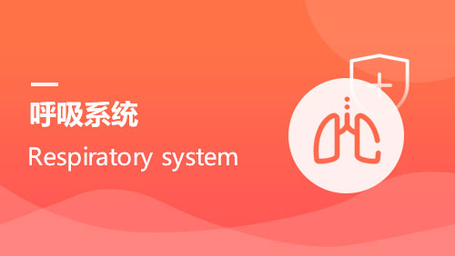 呼吸系统 Respiratory system