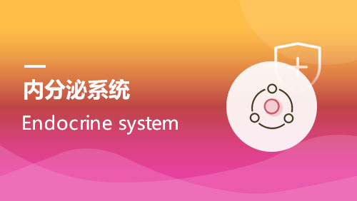 内分泌系统 Endocrine system